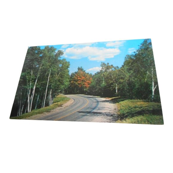 Vintage Postcard unposted Cedar Run Pennsylvania Road Birch Tree nature 1950s - Picture 1 of 2